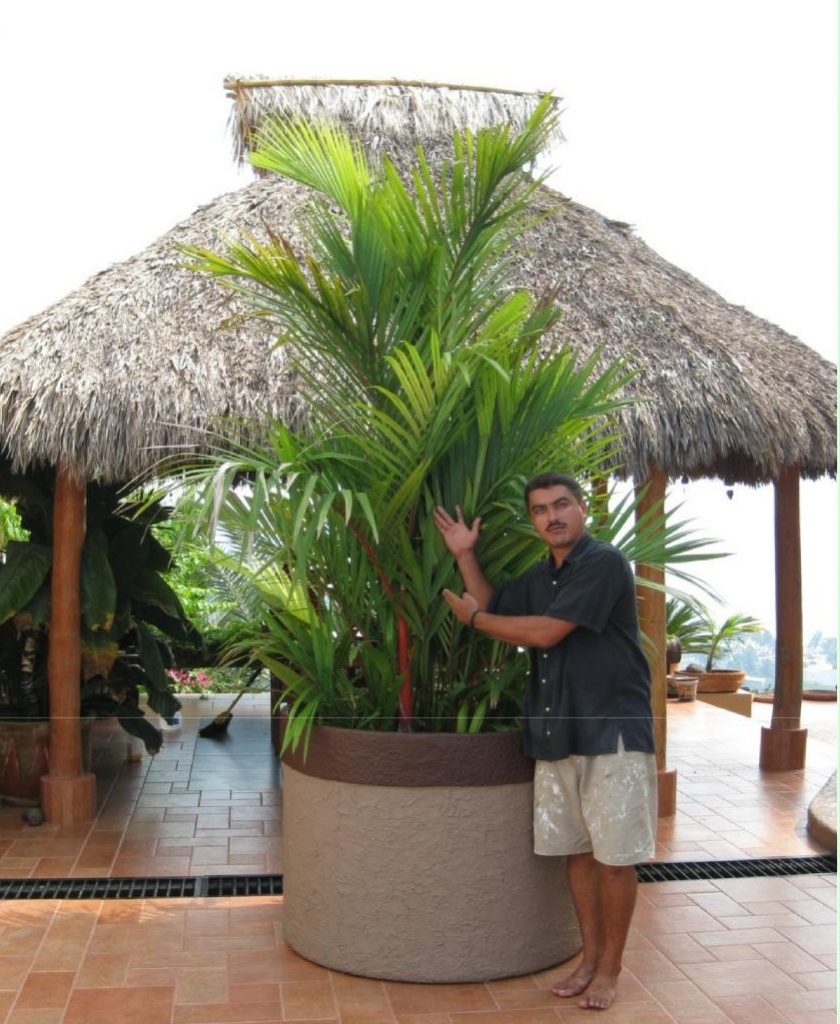 Lipstick Palm I Planted Roots in Mexico Manzanillo Sun