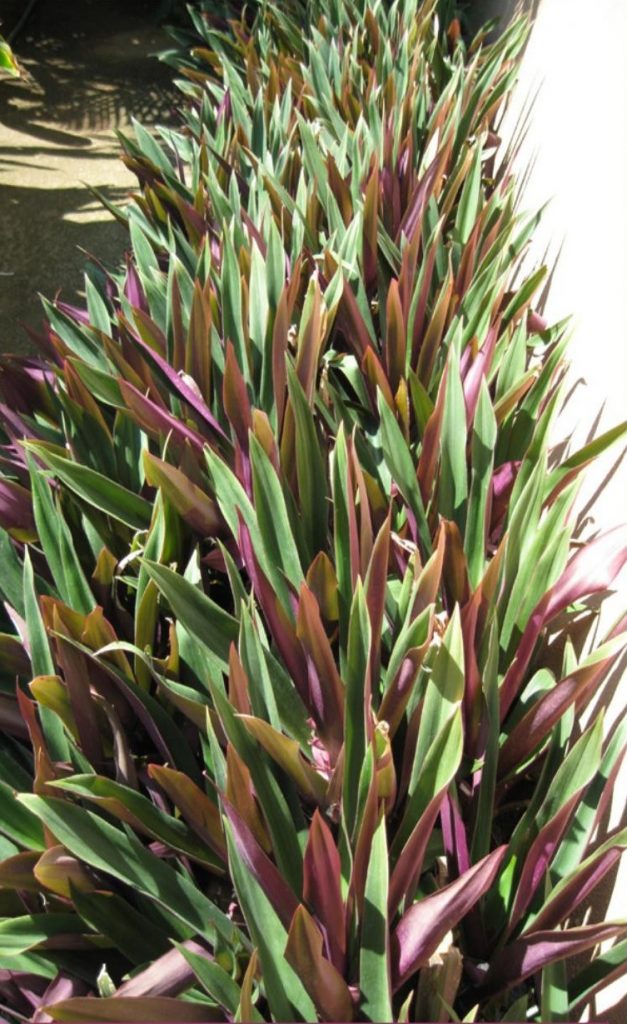 Oyster Plant I Planted Roots in Mexico Manzanillo Sun