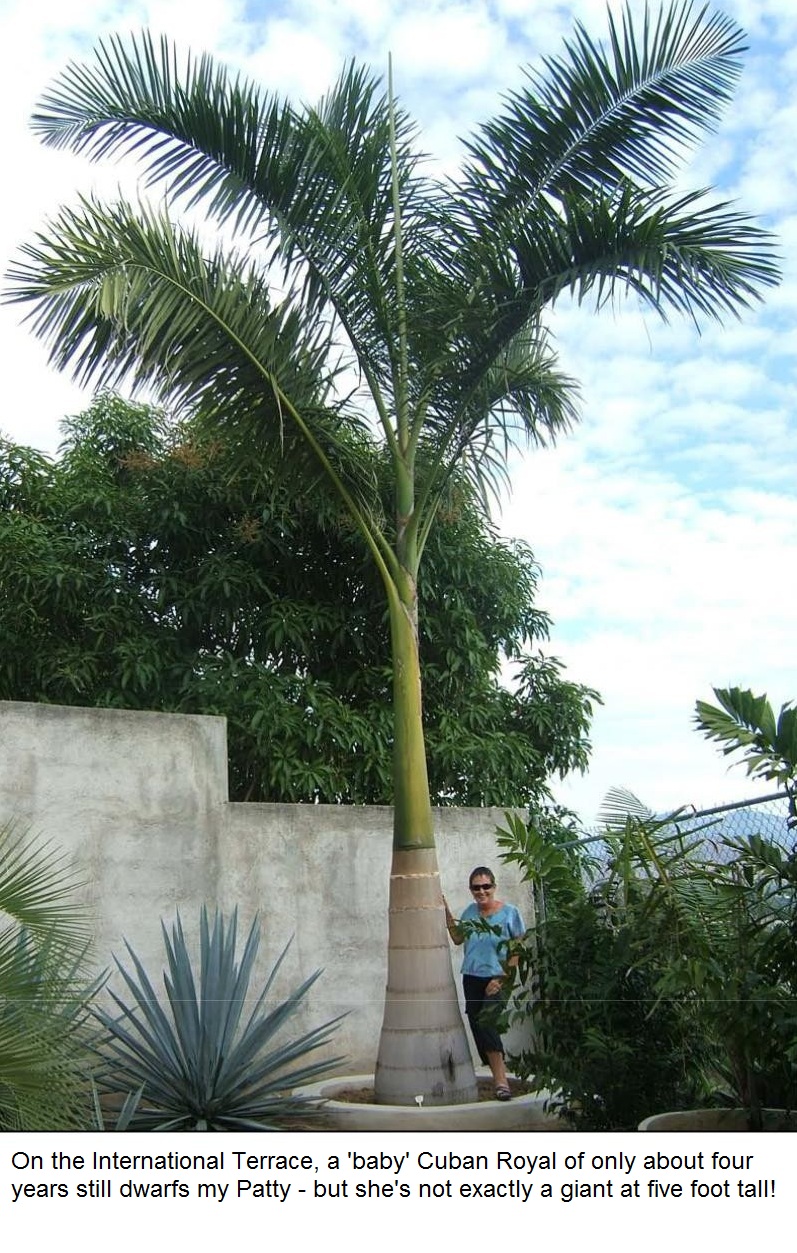 The Cuban Royal Palm Planted Roots in Mexico Manzanillo Sun