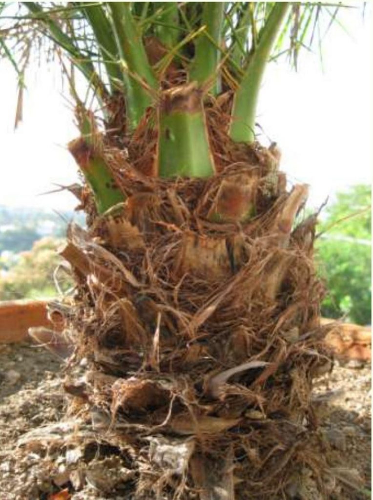 Pygmy Date Palm I Planted Roots in Mexico Manzanillo Sun