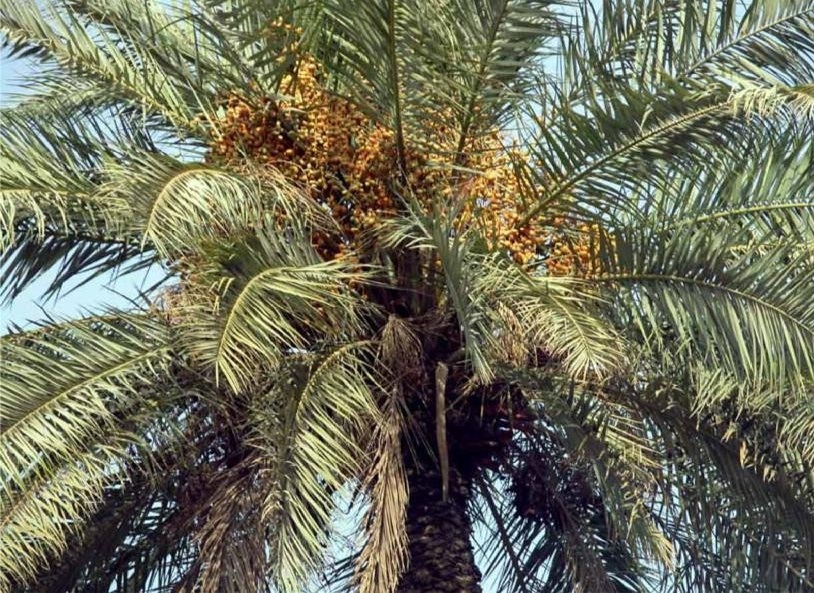 Medjool Date Palm I Planted Roots in Mexico Manzanillo Sun