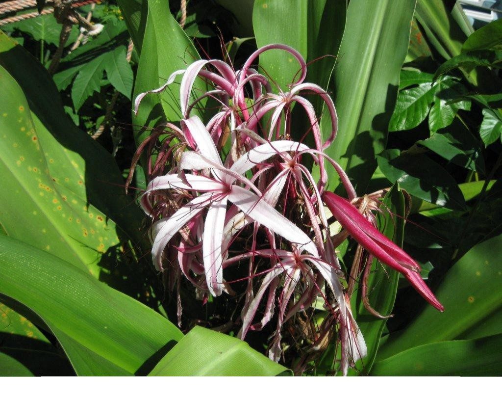 Swamp Lily Manzanillo Sun