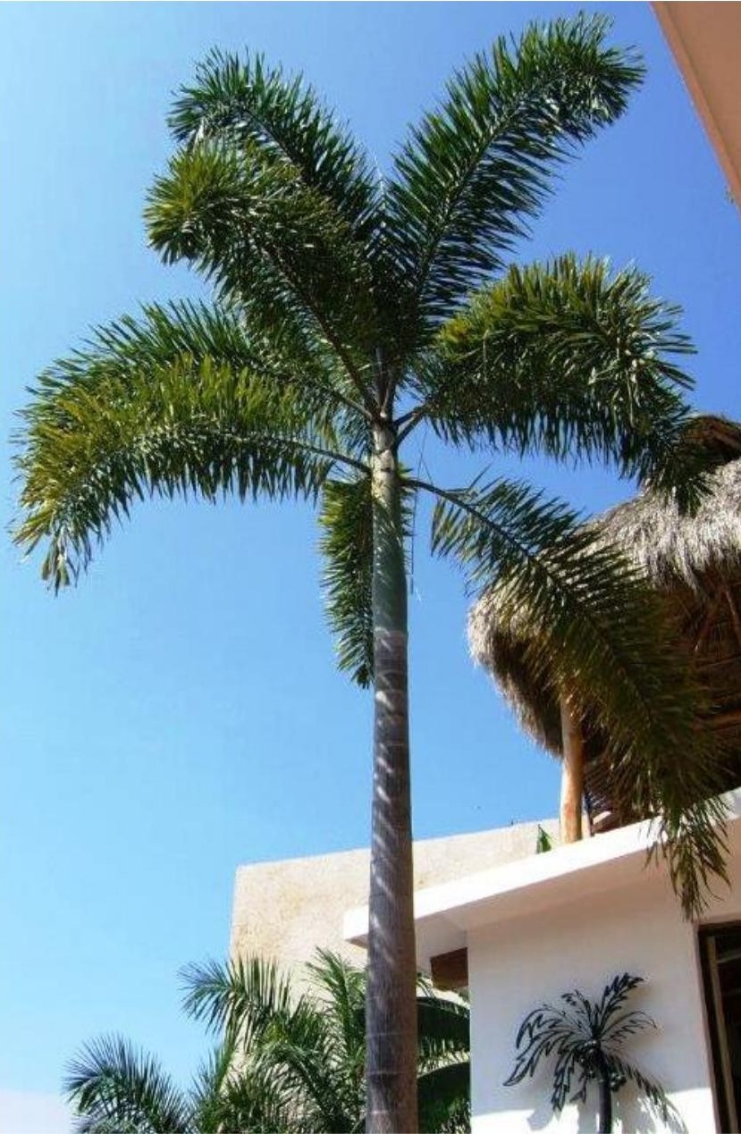 Foxtail Palm- I Planted Roots in Mexico – Manzanillo Sun