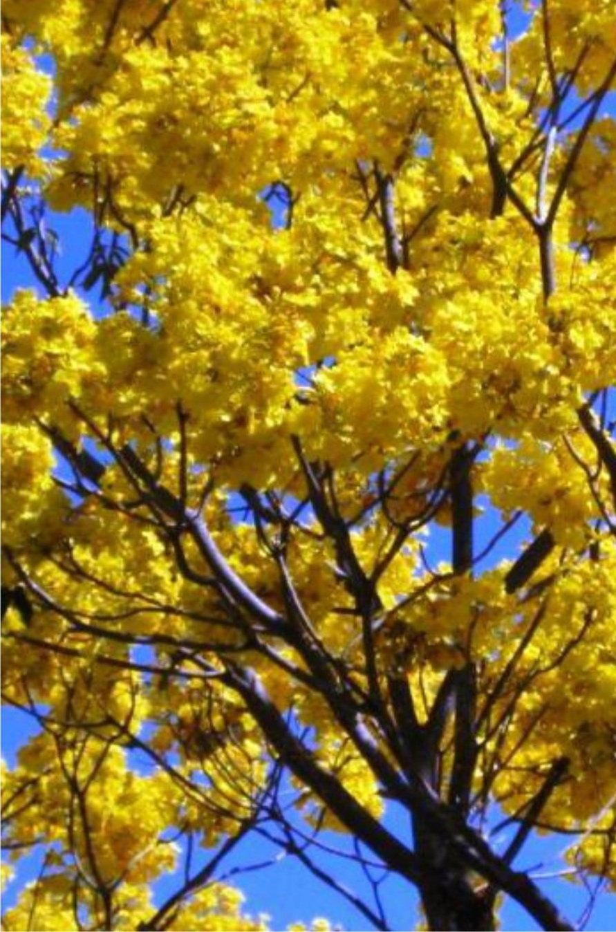 Primavera Tree- I Planted Roots in Mexico – Manzanillo Sun