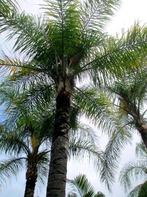 Queen Palm- I Planted Roots In Mexico – Manzanillo Sun