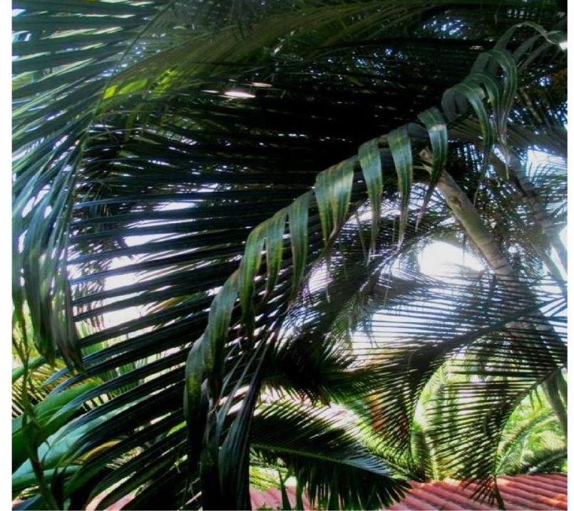 Butterfly Palm- I Planted Roots in Mexico &ndash; Manzanillo Sun