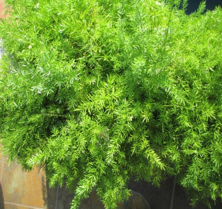 Asparagus Fern I Planted Roots In Mexico Manzanillo Sun
