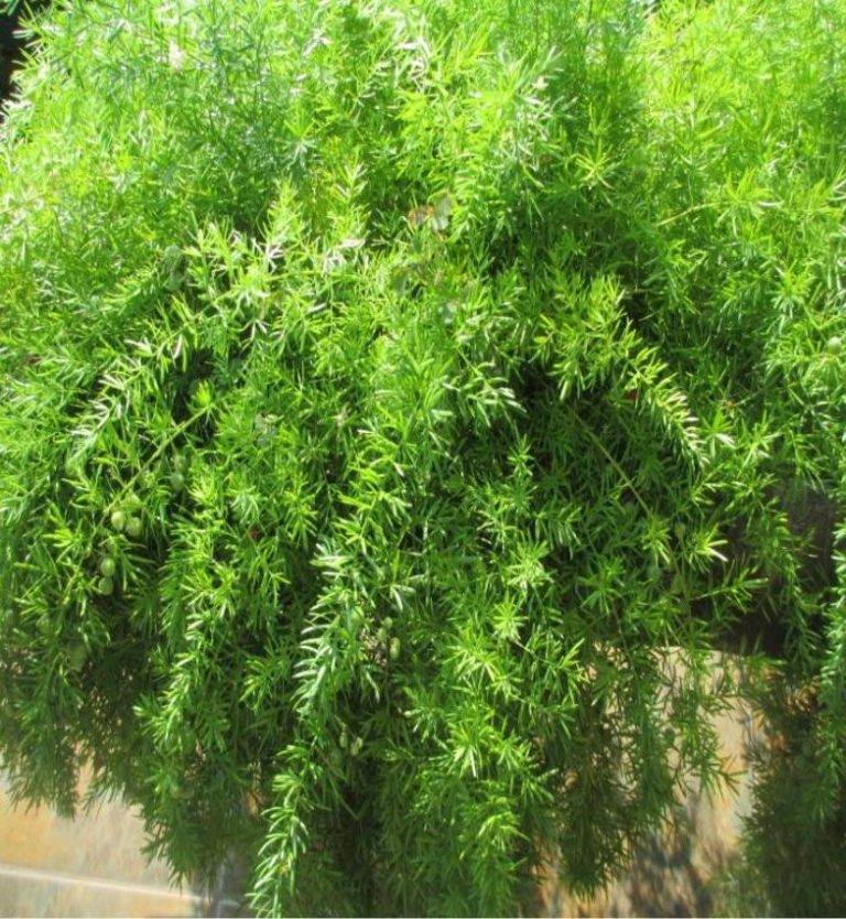 Asparagus Fern I Planted Roots In Mexico Manzanillo Sun