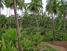 tropical forest in Manzanillo
