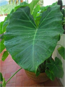 Tommy Clarkson - October 2015 - Manzanillo Sun