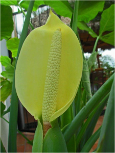 Tommy Clarkson - October 2015 - Manzanillo Sun