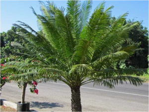 Tommy Clarkson - October 15, 2015 - Manzanillo Sun