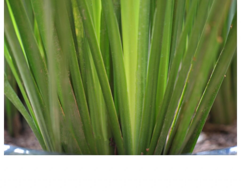 African IrisI Planted Roots in Mexico Manzanillo Sun