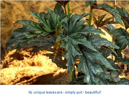Begonia Deliciosa-I Planted Roots in Mexico – Manzanillo Sun