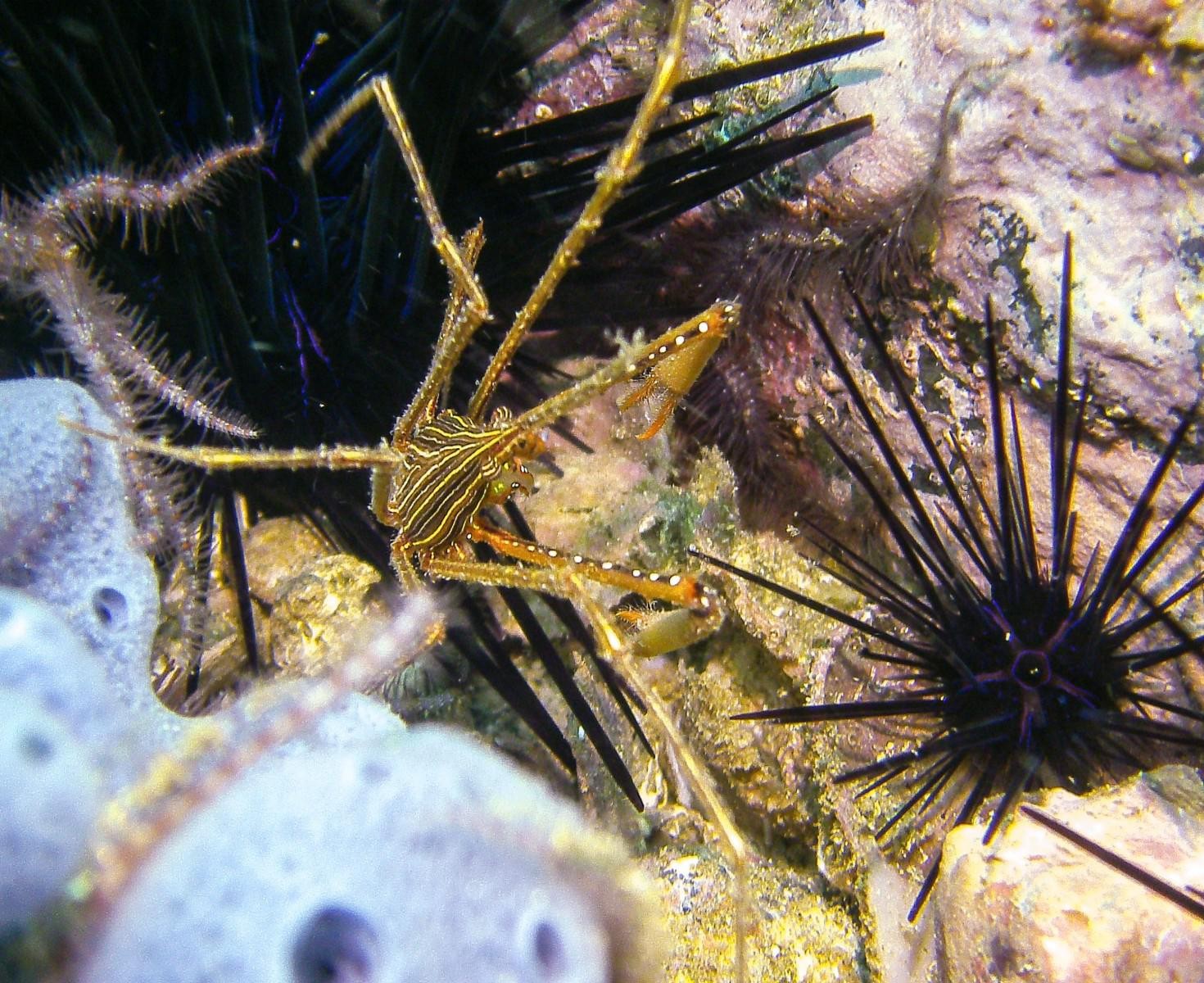 Interesting Local Creatures Part 2 – Manzanillo Sun