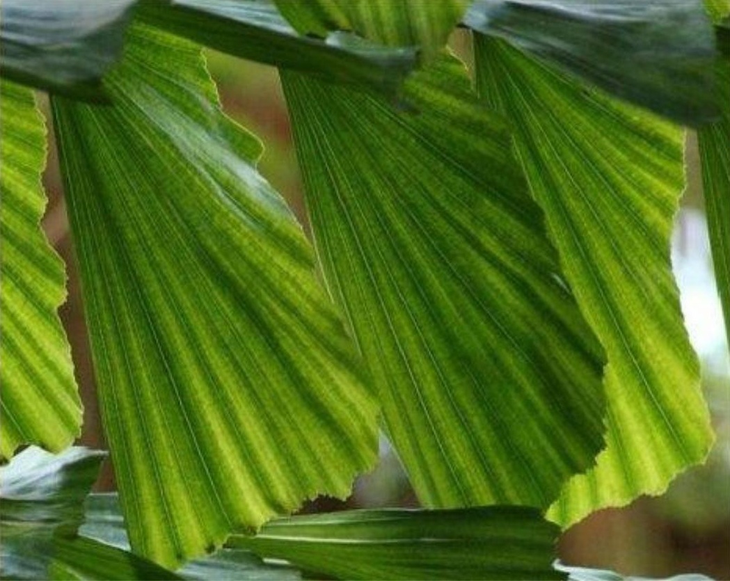 Toddy Palm-I Planted Roots in Mexico – Manzanillo Sun