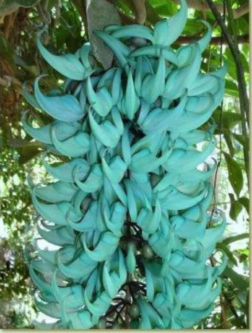 Jade VineI Planted Roots in Mexico Manzanillo Sun