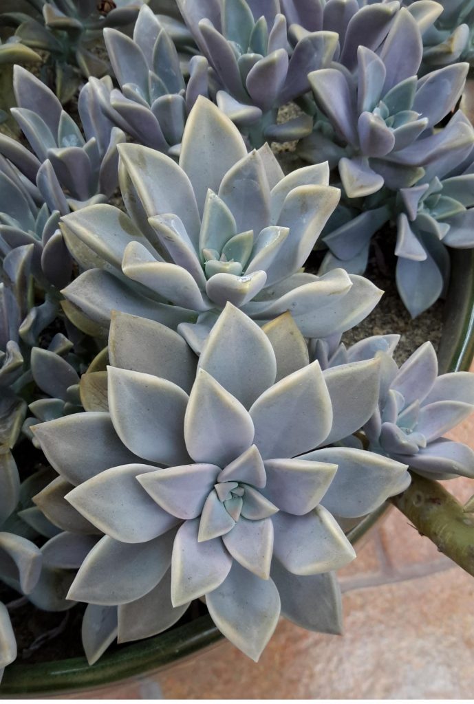 Ghost PlantI Planted Roots in Mexico Manzanillo Sun