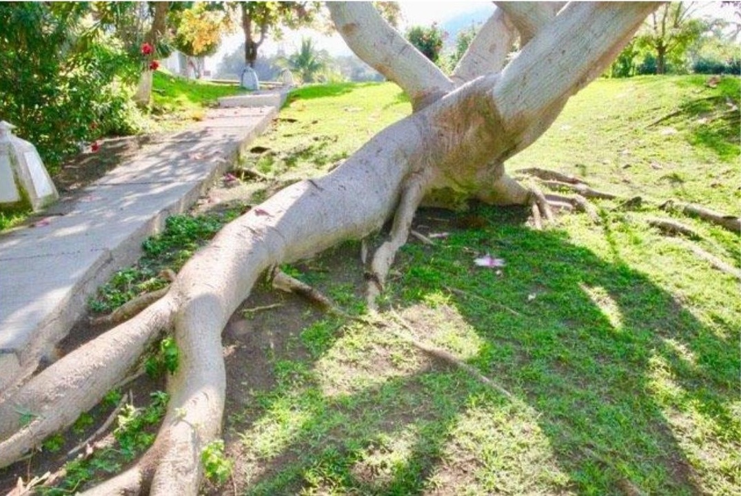 Shaving Brush TreeI Planted Tree in Mexico Manzanillo Sun