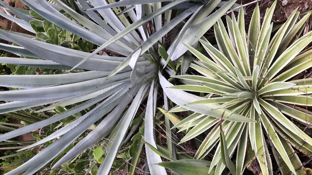 Blue Agave-I Planted Roots in Mexico – Manzanillo Sun