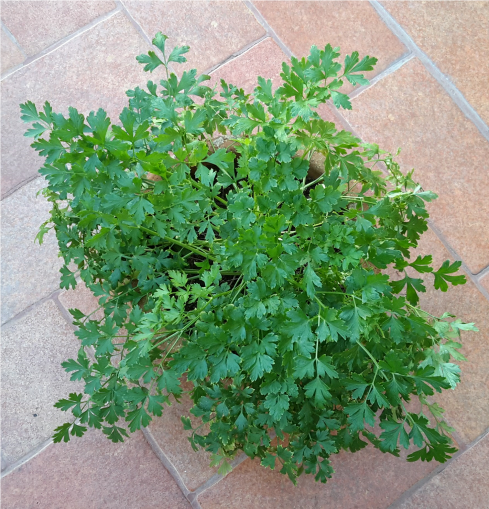 ParsleyI Planted Roots in Mexico Manzanillo Sun