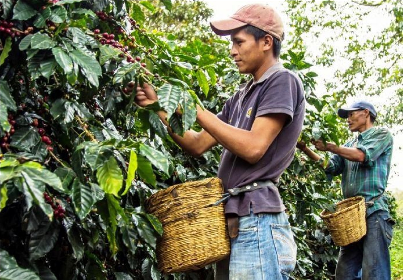 More Coffee in Mexico! Manzanillo Sun