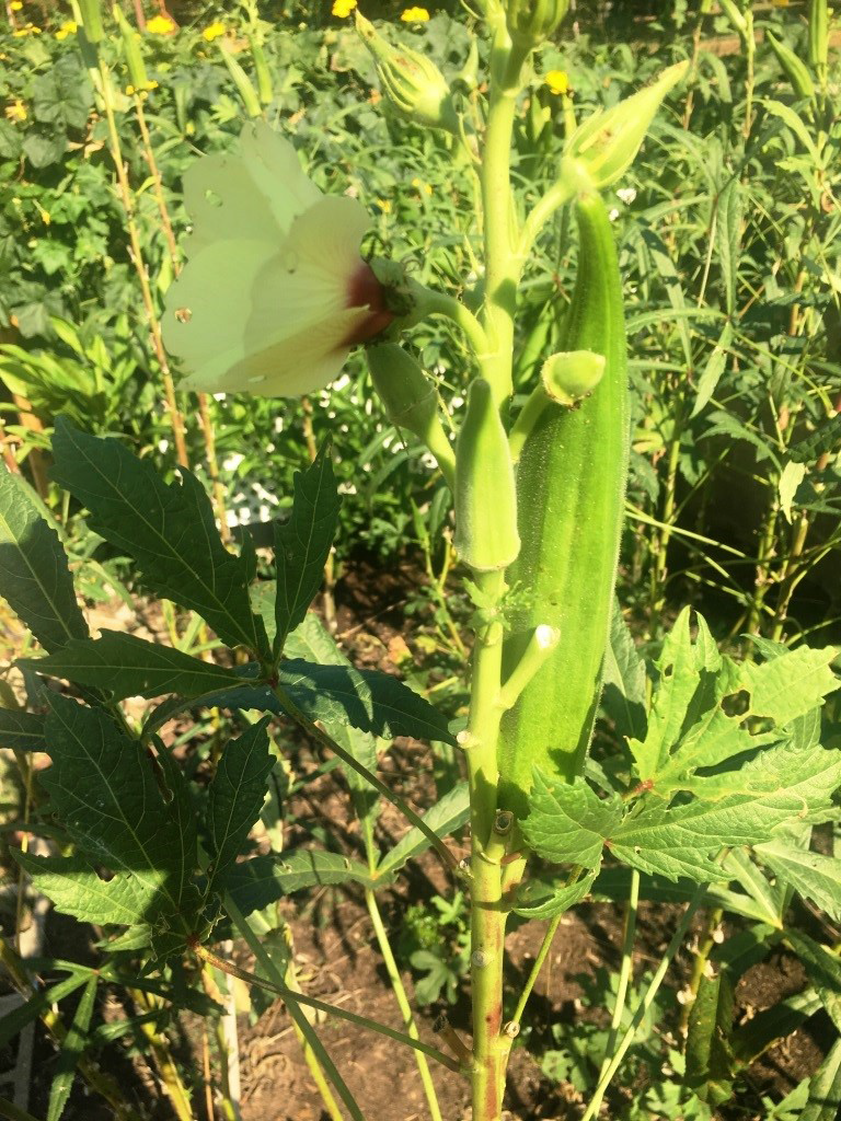 Okra I Planted Roots in Mexico Manzanillo Sun