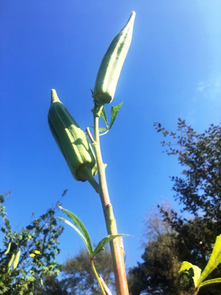 Okra I Planted Roots in Mexico Manzanillo Sun