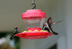Colibri Colibrì Tenda Hummingbird Nectar Sip 
