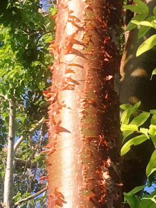 Sunburned Gringo Tree- I Planted Roots in Mexico – Manzanillo Sun