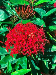 Jungle geranium - Manzanillo Sun eMagazine