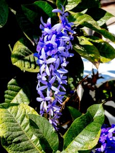 Purple wreath - Manzanillo Sun eMagazine