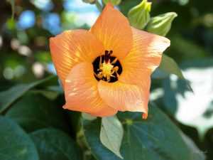 Hibiscus - Manzanillo Sun eMagazine