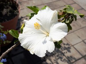 Hibiscus - Manzanillo Sun eMagazine