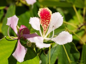 Orchid tree - Manzanillo Sun eMagazine